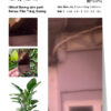 Tấm ốp than tre vân tráng gương iWood GSP